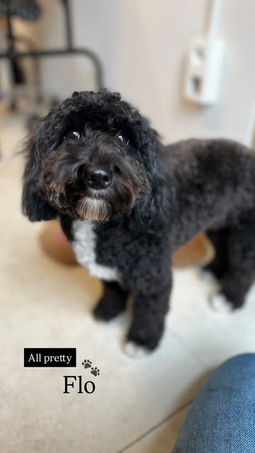 Hond wassen en verzorgen in Ranst