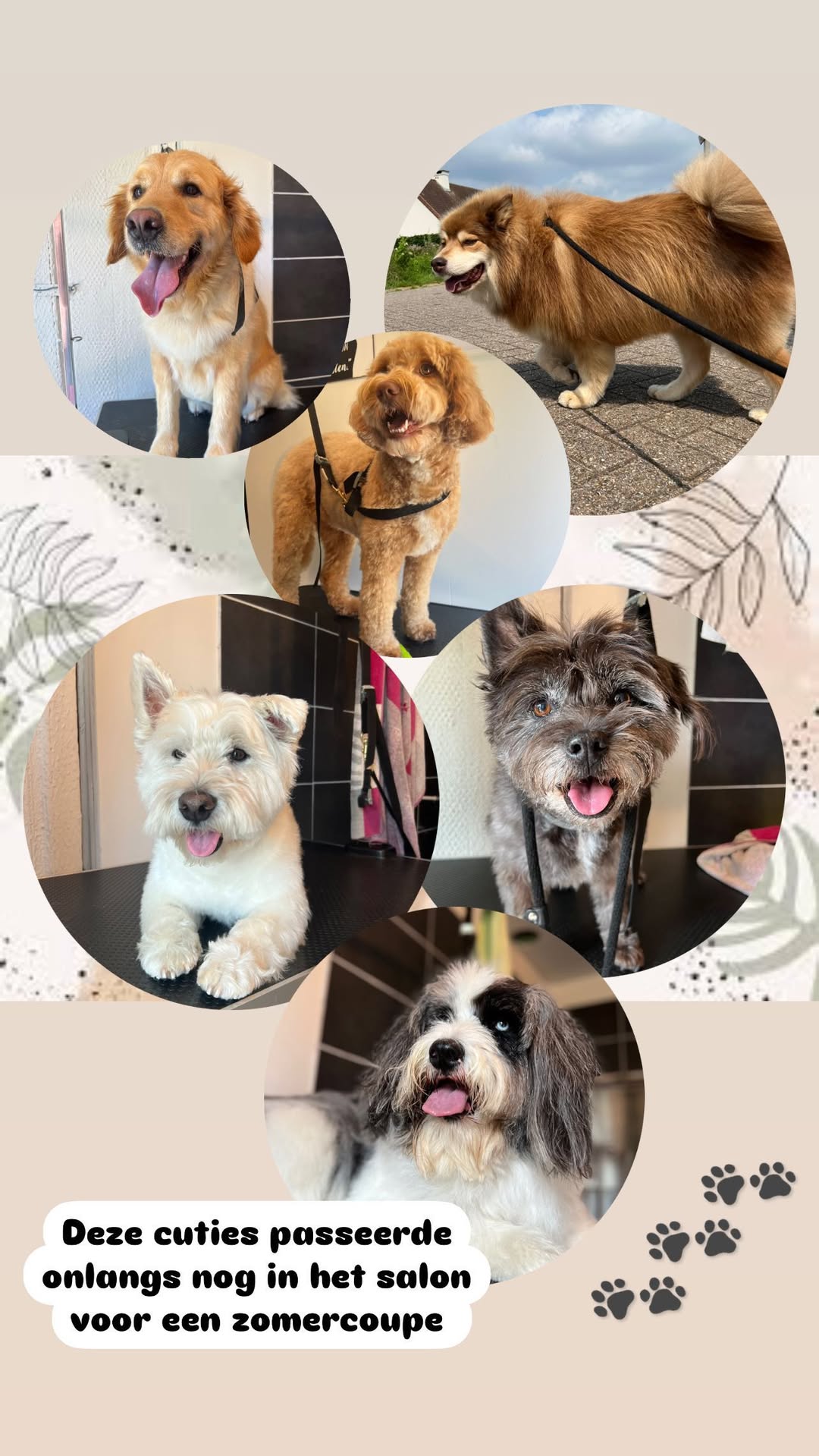 Hond wassen en verzorgen in Ranst