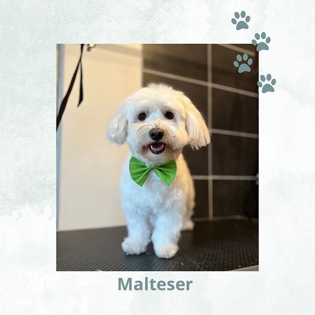 Hond wassen en verzorgen in Ranst