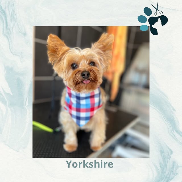 Hond wassen en verzorgen in Ranst