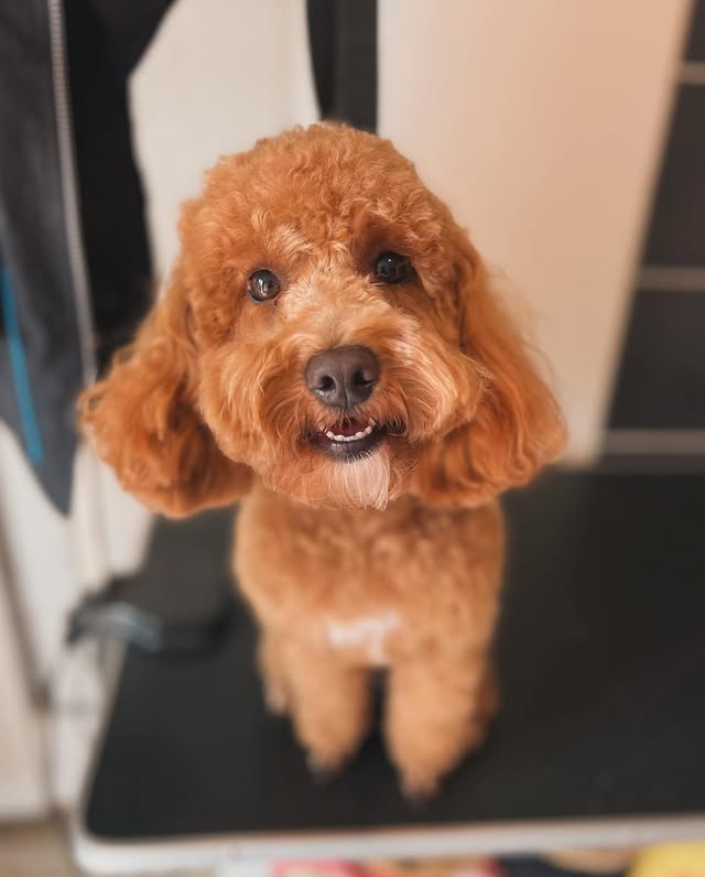 Hond wassen en verzorgen in Ranst