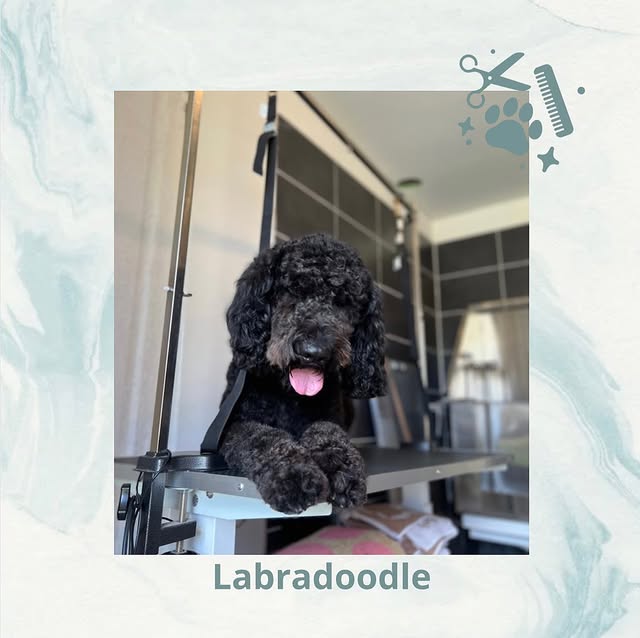 Hond wassen en verzorgen in Ranst