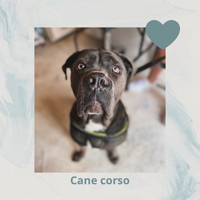 Hond wassen en verzorgen in Ranst