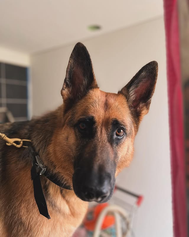 Hond wassen en verzorgen in Ranst