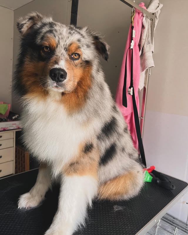 Hond wassen en verzorgen in Ranst