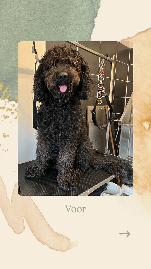 Hond wassen en verzorgen in Ranst