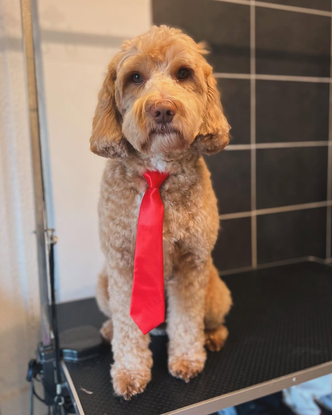 Hond wassen en verzorgen in Ranst