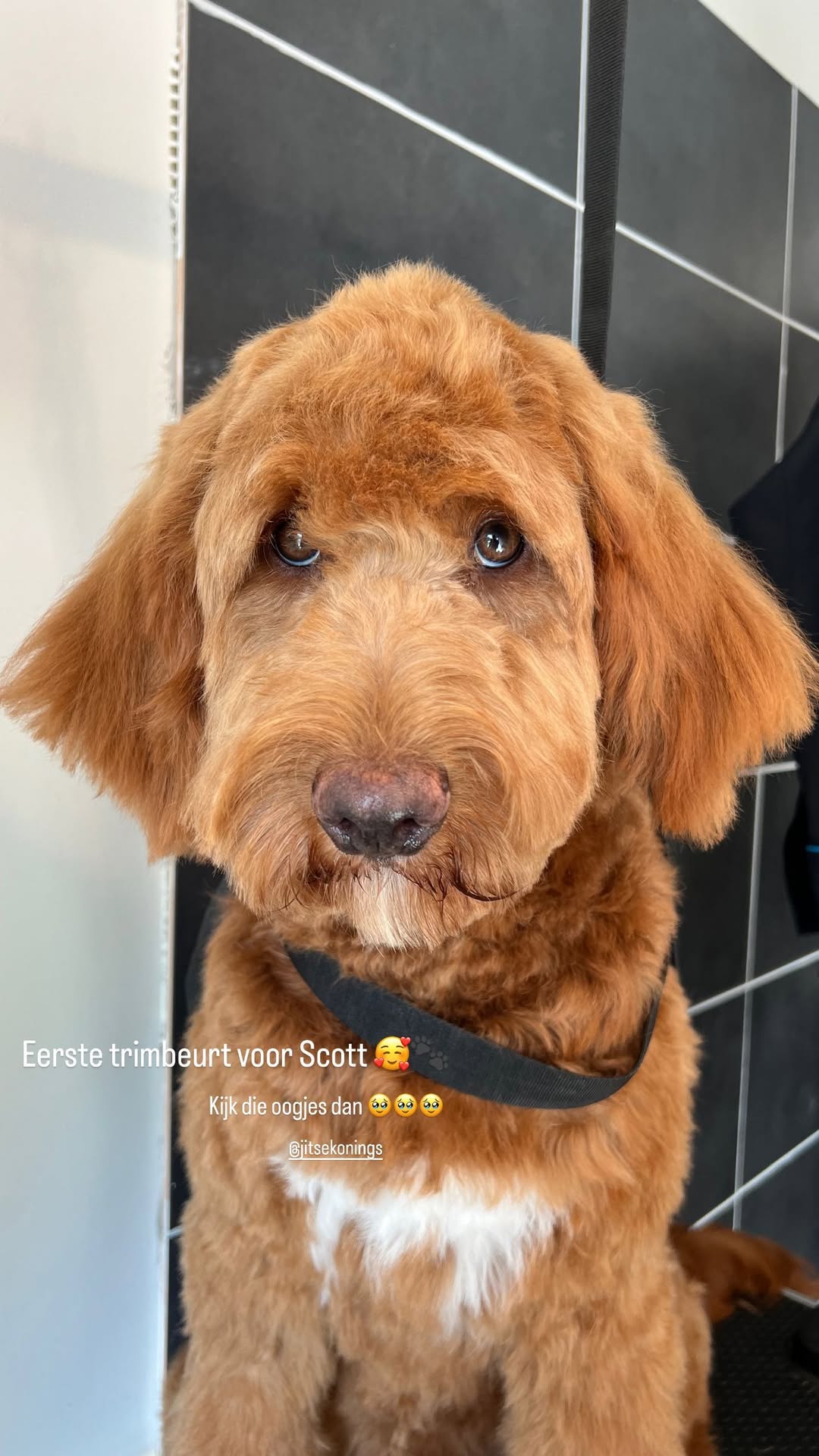 Hond wassen en verzorgen in Ranst