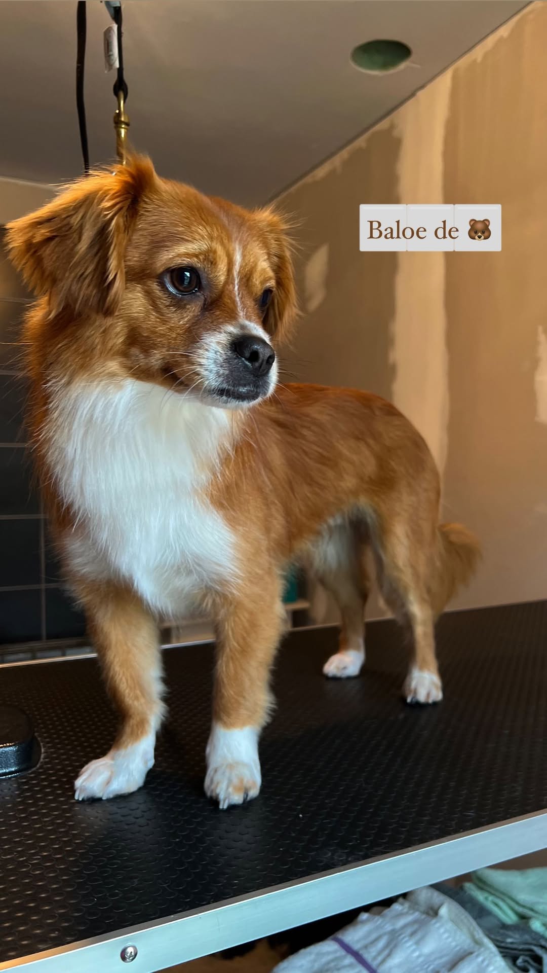 Hond wassen en verzorgen in Ranst