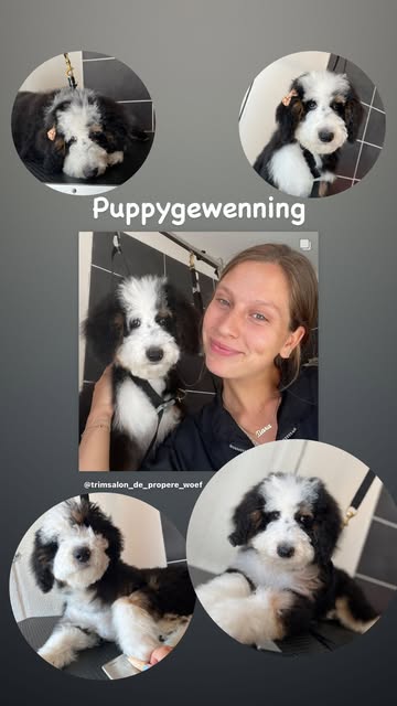 Hond wassen en verzorgen in Ranst