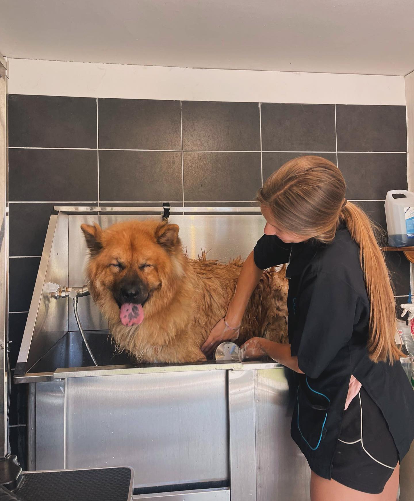 Professionele hondentrim met proper resultaat